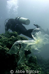 Save our Seas!  Plastic wrapper floating on the dive site... by Abbe Bglcsa 